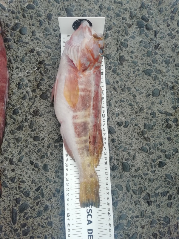 Fish Measure Picture